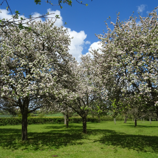 Photo of Orchards
